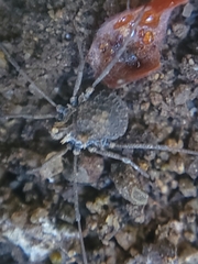 Ortholasma rugosum