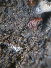 Ortholasma rugosum