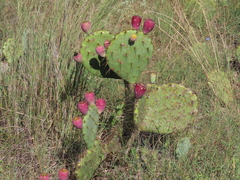 Opuntia lindheimeri