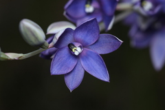 Thelymitra macrophylla