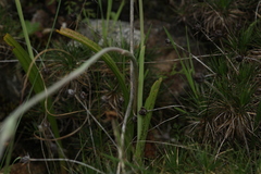 Thelymitra macrophylla