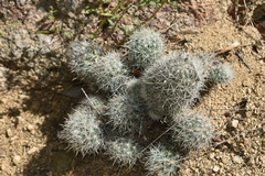 Escobaria organensis