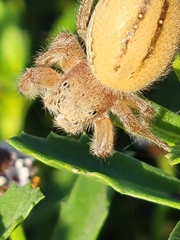 Phidippus pius