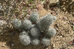 Escobaria organensis