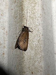 Condica