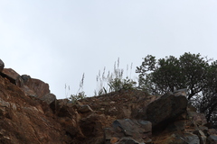 Thelymitra macrophylla