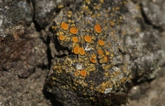 Polycauliona bolacina