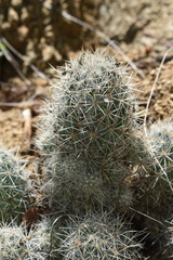 Escobaria organensis