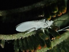 Coniopteryx maculithorax