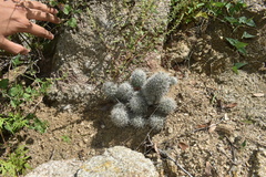 Escobaria organensis