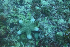 Choriaster granulatus