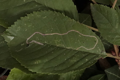 Lyonetia clerkella