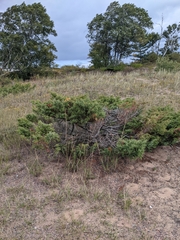 Juniperus communis depressa