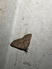 Chytolita morbidalis