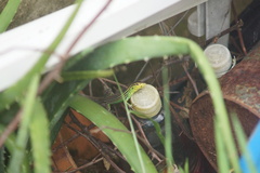 Cnemidophorus gaigei
