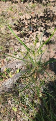 Dodonaea stenophylla