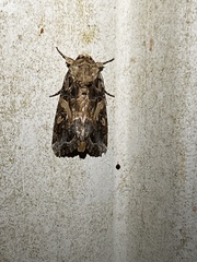 Spodoptera ornithogalli