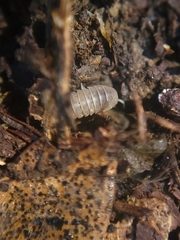 Venezillo microphthalmus