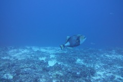 Balistoides viridescens