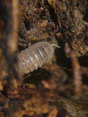 Venezillo microphthalmus