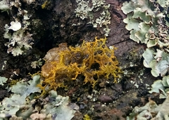 Teloschistes flavicans