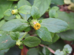 Carpesium divaricatum