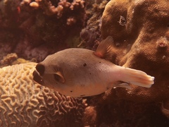 Arothron nigropunctatus