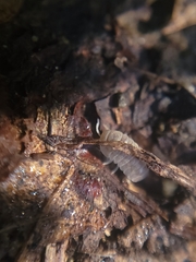 Venezillo microphthalmus