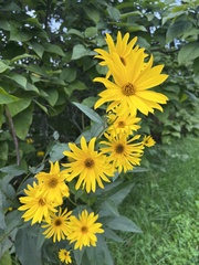 Helianthus pauciflorus