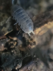 Venezillo microphthalmus