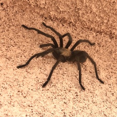 Aphonopelma eutylenum