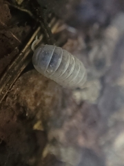 Venezillo microphthalmus