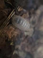 Venezillo microphthalmus