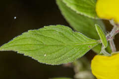 Calceolaria elatior
