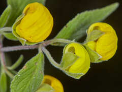 Calceolaria elatior