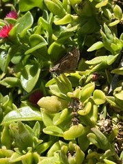 Panoquina errans