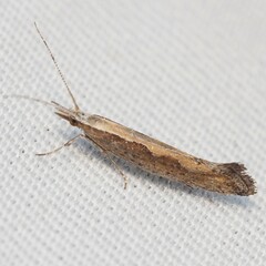 Plutella xylostella-australiana