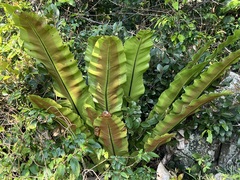 Asplenium australasicum