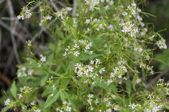 Thelypodium wrightii
