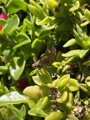 Panoquina errans