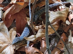 Elgaria coerulea coerulea