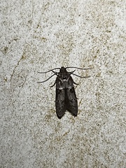 Blastobasis glandulella