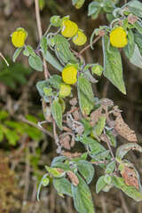Calceolaria elatior