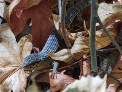 Elgaria coerulea coerulea