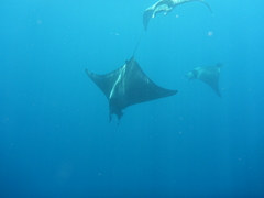 Mobula mobular