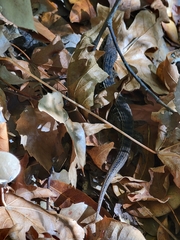 Elgaria coerulea coerulea