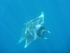 Mobula mobular