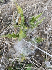 Cirsium