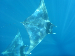 Mobula mobular