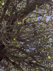 Callirhytis quercussuttoni